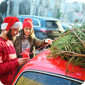 Caring for a Live Christmas Tree: Tips, Safety, and Timing